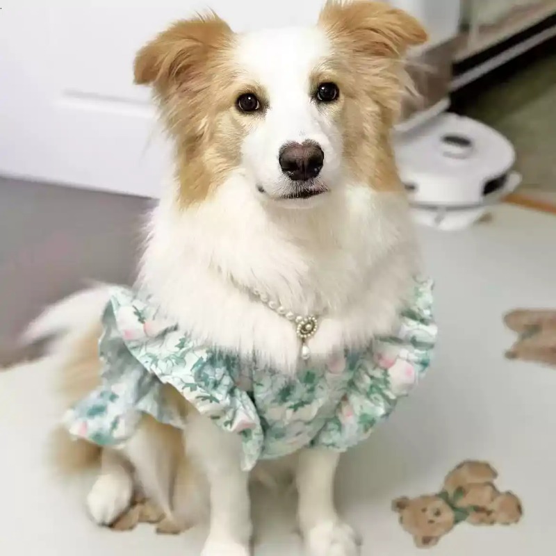 Pet Clothes Spring and Summer  - đánh giá và giá Summer Dog Clothing