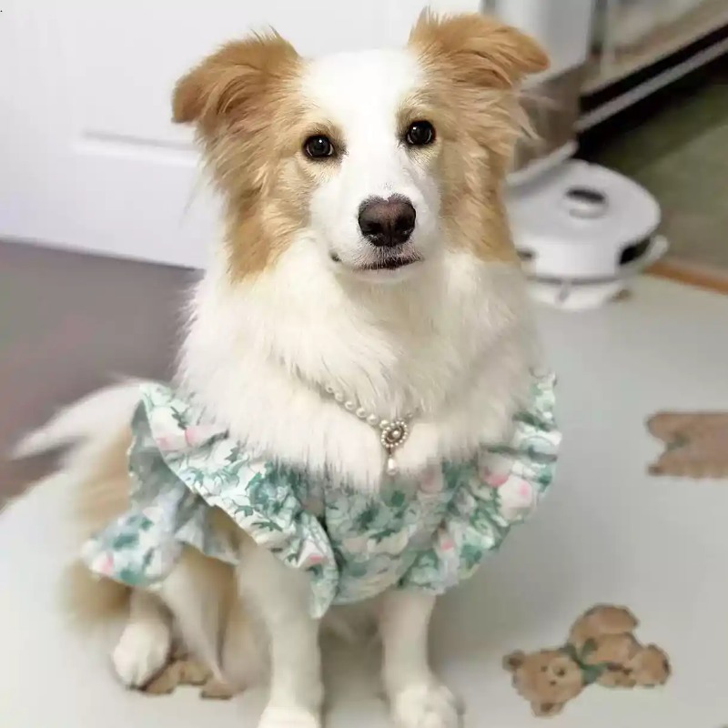 Pet Clothes Spring and Summer  - đánh giá và giá Summer Dog Clothing